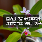 国内规模最大超高压跨江输变电工程投运 为长三角夏季电力供应提供保障（图3）