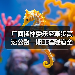 广西隆林委乐至革步高速公路一期工程隧道全部贯通（图2）