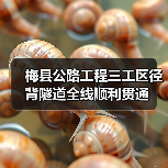 梅县公路工程三工区径背隧道全线顺利贯通(图4) 梅县公路工程三工区径背隧道全线顺利贯通(图4)