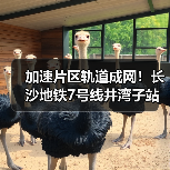 加速片区轨道成网!长沙地铁7号线井湾子站主体结构封顶(图1) 加速片区轨道成网!长沙地铁7号线井湾子站主体结构封顶(图1)